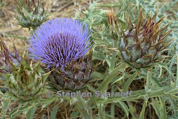 cynara cardunculus graphic